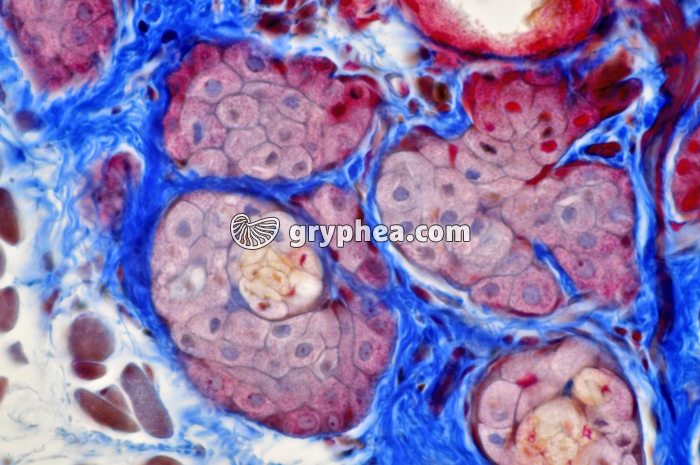 Glande sébacée Paupière x 160 - gryphea.com